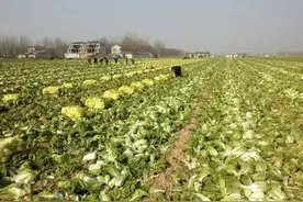 娃娃菜好吃、可爱，为什么有人开始抵触娃娃菜，态度还那么坚决图片