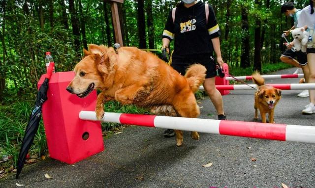 宠物运动会 宠物运动会策划方案(图11) 宠物运动会 宠物运动会策划方案(图11)