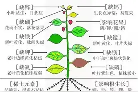 农业五大钾肥：硫酸钾、硝酸钾和磷酸二氢钾等，该如何选用？图片