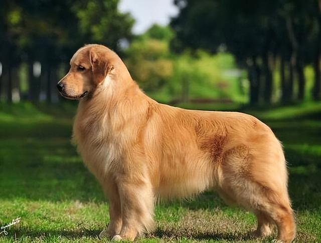 金毛犬的毛发粗糙暗淡?试试这几种食物,效果太明显了