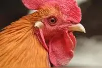 常吃鸡头对身体有没有坏处…图片