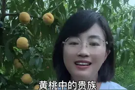 黄金凤：原名金凤，7月上旬成熟，果实发育期90-95天，单果重240-450克，可溶性固形物14-16%，货架期15天以上，极丰产，需要严格疏果。#抖音助农扶农 #乡村振兴 #支持抖音传播正能量 #抖音新农人2022 #三农视频封面