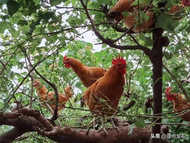 金秋微度假，就来贾汪，66个必玩之地安排！