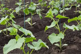 不管你种啥，用这个肥料试一试，生根促长又高产，效果倍棒图片