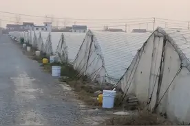 虾贱伤农，30条对虾跌到17元！危机已现的小棚虾模式图片