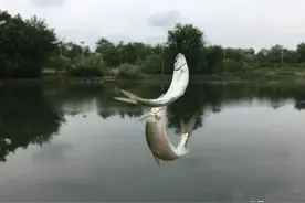 野钓快速刷白条的方法，一天钓几斤不是问题，拉到手酸！图片