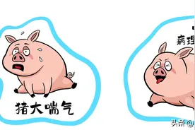 治疗常见猪病的基本思路图片