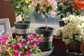 养护三角梅，谨记“2多2少”，才能让它茁壮成长，花开爆盆图片