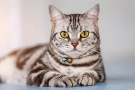 10 种最适合室内生活的猫品种，快看你家猫适合吗？图片