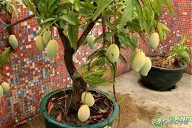 种植课堂：芒果盆栽种植小妙招图片