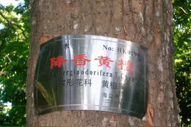 一斤能卖5000元，比黄金还贵的黄花梨，农村人为什么不愿意种？图片