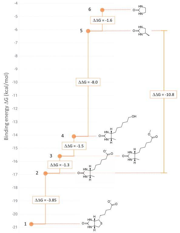 药物设计│生物素在药物设计中的经验教训