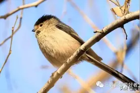 终于选对了适合自己的拍鸟镜头，到龙潭公园试拍才发现鸟种不少图片