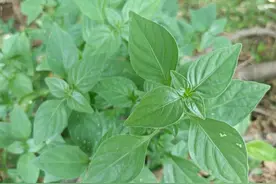 农村老人常备的1种野草，为啥这么多人喜欢它？到底有啥珍贵？图片