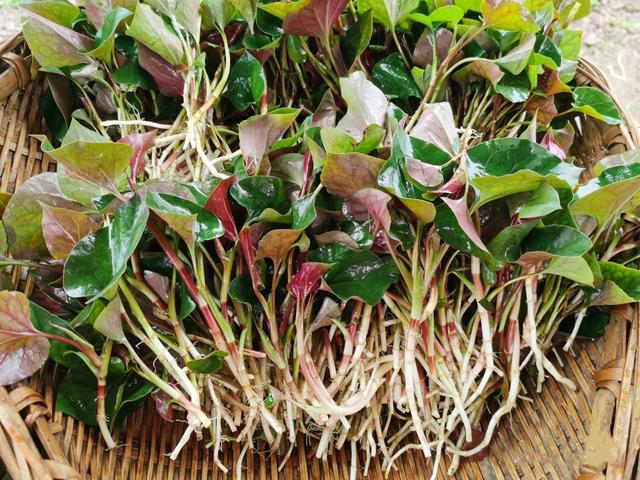 9种常见野菜的好处与吃法，作用一个比一个大，味道一个比一个鲜