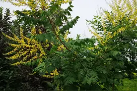 马路边常见的绿化植物有哪些？图片