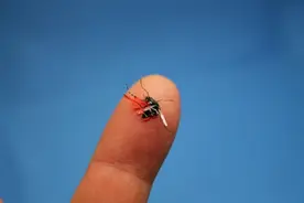 蚊子为什么会咬人？关于蚊子的一些“冷”知识！图片