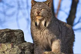 西藏老汉收留猞猁幼崽,养大后送回动物园,1年后相见猞猁激动流泪图片