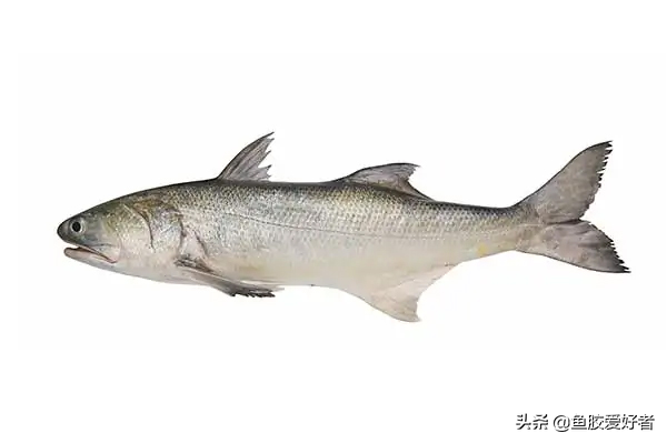 老斗湖鱼胶是什么鱼 2026年斗湖鱼胶是什么鱼的螵