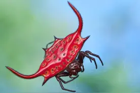 36张诡异生物照：蜻蜓在人手上吃蚊子，绵羊生了虱子集体浸猪笼图片