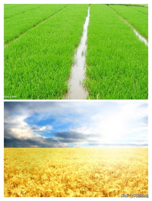 榆树湾之恋（近现代情感故事连载二十四篇）