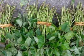 入春后，记得吃地瓜叶，加点大蒜随便炒炒，营养又美味图片