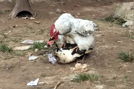 母鸭会遭到公鸡“强迫”，却无法下更多蛋，为何还要将鸡鸭混饲？图片