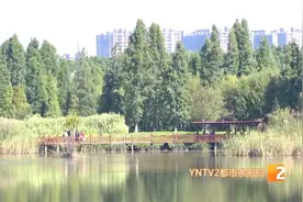 昆明这个“宝藏”湿地免费开放了！秋高气爽游人不断图片