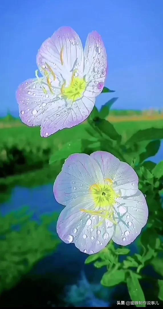 一束鲜花，醉蓝天