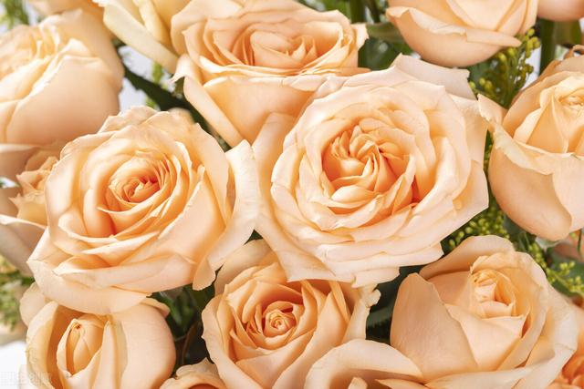 5朵香槟色玫瑰花代表什么意思,各种颜色玫瑰花的花语 - 冷求网