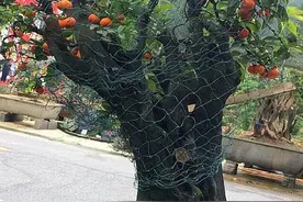 养金弹子选“血红果”，这才是极品观果盆景，老匠人养得拉网防鸟图片