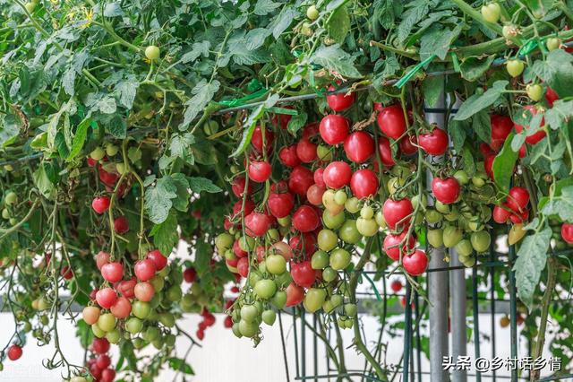 不管种啥菜，有经验的菜农都讲究施三肥，哪三肥？如何施？