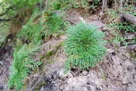 爬山遇到“还魂草”，记得要挖一棵，养成漂亮的小盆栽，有好处图片