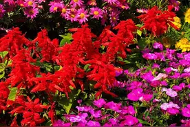 花海大片刷屏，万株齐放！想看郁金香抓紧图片