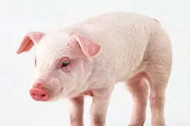 唯一没被发现得癌症的动物，它的“抗癌秘密”对人们有什么用？图片