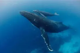 蓝鲸一次性排便2吨！被认为是大自然的馈赠，蓝鲸粪便有何作用？图片