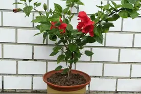 家乡的野味——甜苣菜图片