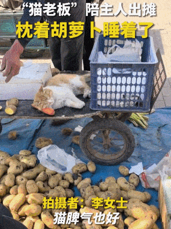 买到一盒肯德基猫爪蛋挞,我当场气死