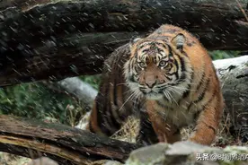 老虎的繁殖与交配：铁汉并没有柔情，雌虎疼到满地打滚图片