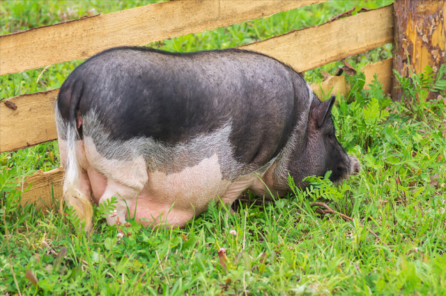 母猪产后乳房炎怎么办