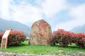 太平猴魁是什么茶？太平猴魁属于什么茶图片