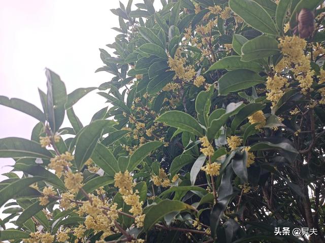 乙巳年桂花开了