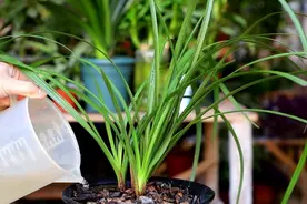 5种花“最”怕晒，搬进屋里养，才可“平安度夏”图片