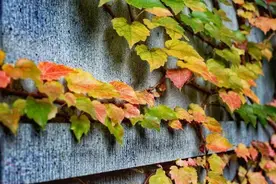 北京师范大学@2023级新生：“奔现”倒计时！以新秋之美，赠相见之欢！图片