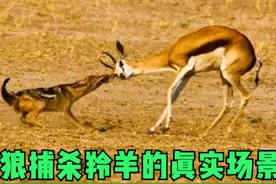 鬣狗想端了豺狼幼崽，反被护崽豺狼掏肛，捂着蛋落荒而逃！纪录片图片