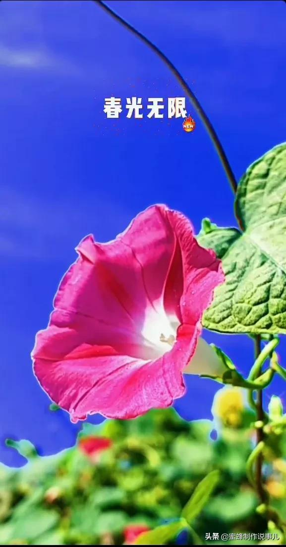 一束鲜花，醉蓝天