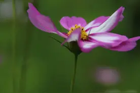 格桑花儿开图片