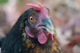 “三更的草鸡打鸣当司晨”是什么寓意？图片