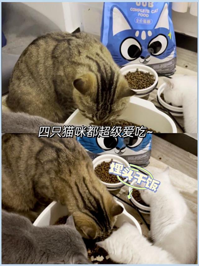 扒一扒，猫粮中的哪些成分对猫咪好