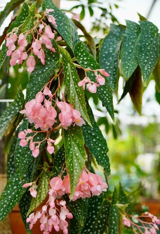 爆火的网红植物"白冰秋海棠",清新俏丽,耐阴又好养